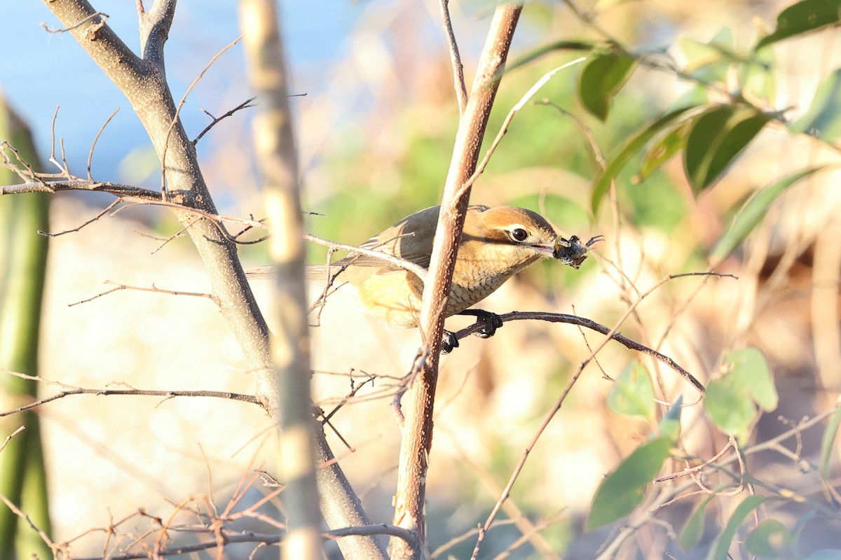 Bull-headed Shrike - ML612941166