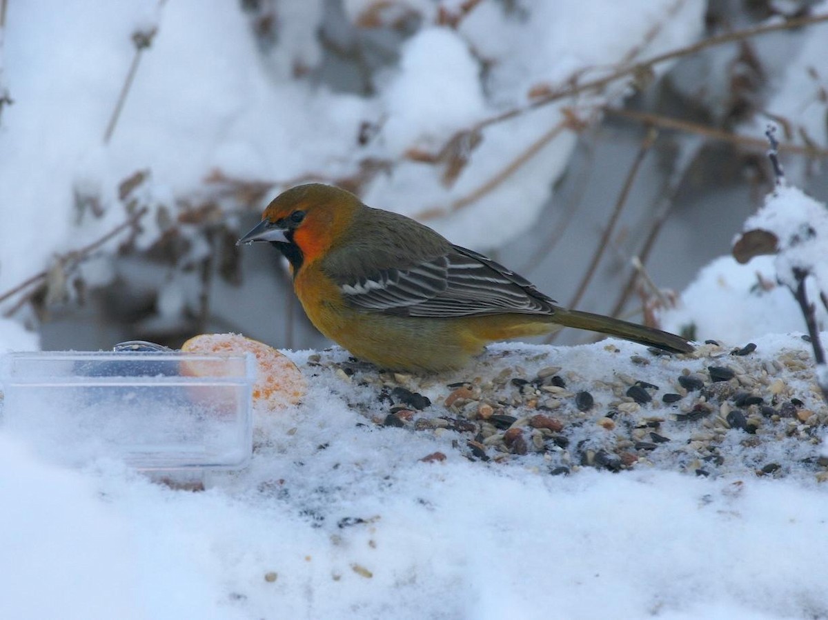 Streak-backed Oriole - ML612941178