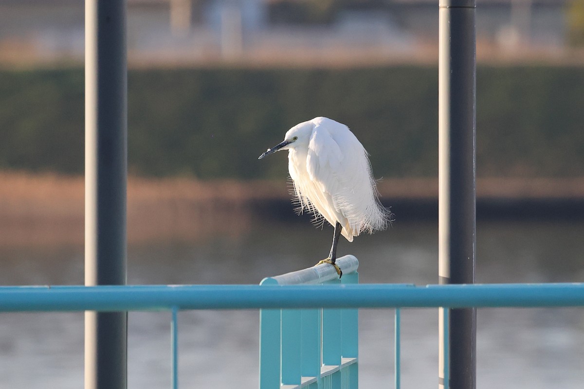 Little Egret - ML612941193