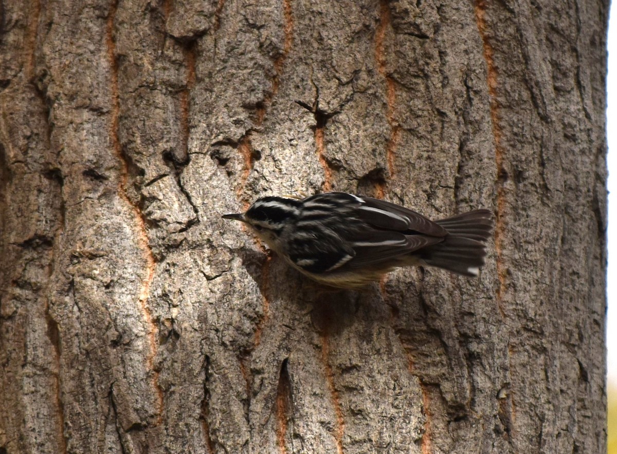 Black-and-white Warbler - ML612941199