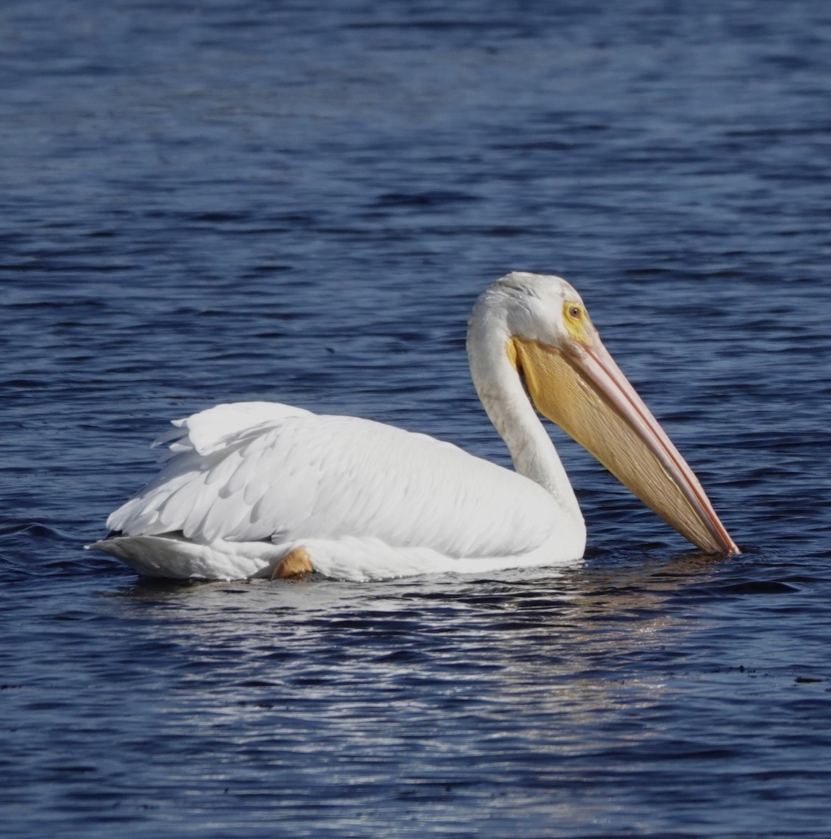 American White Pelican - ML612941227