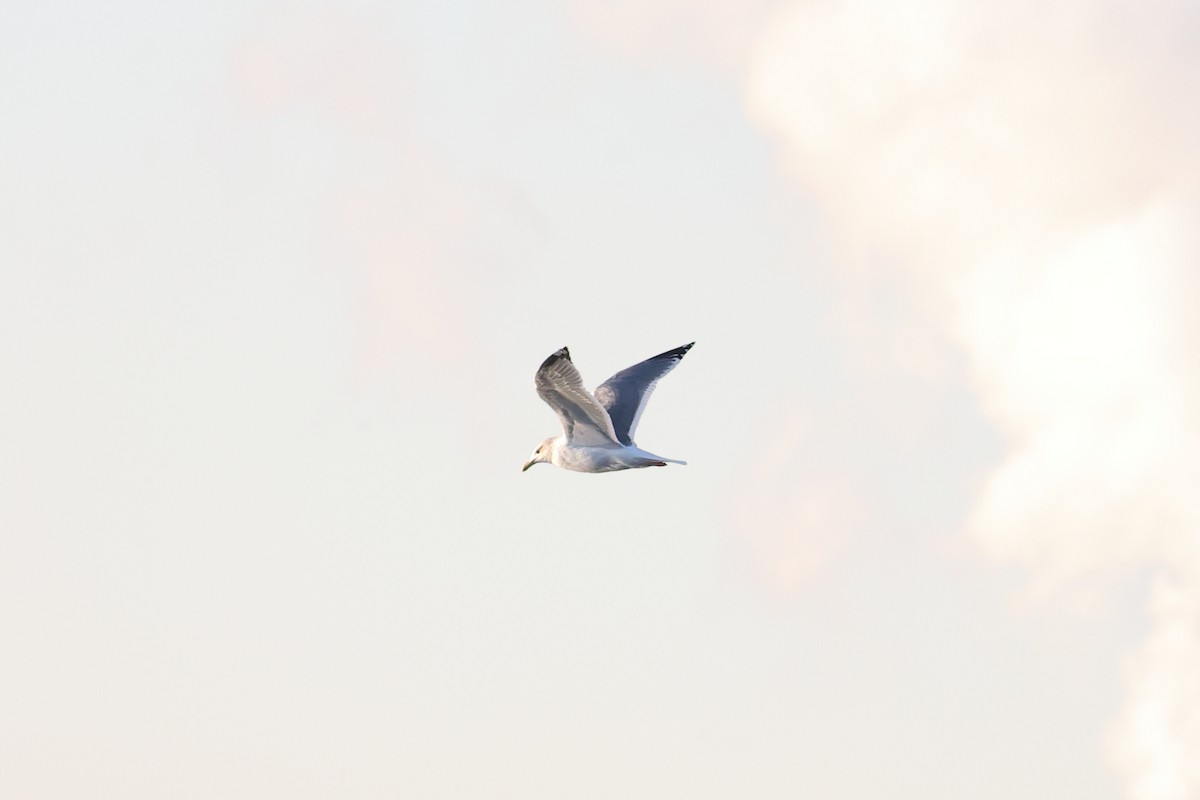 Slaty-backed Gull - ML612941237