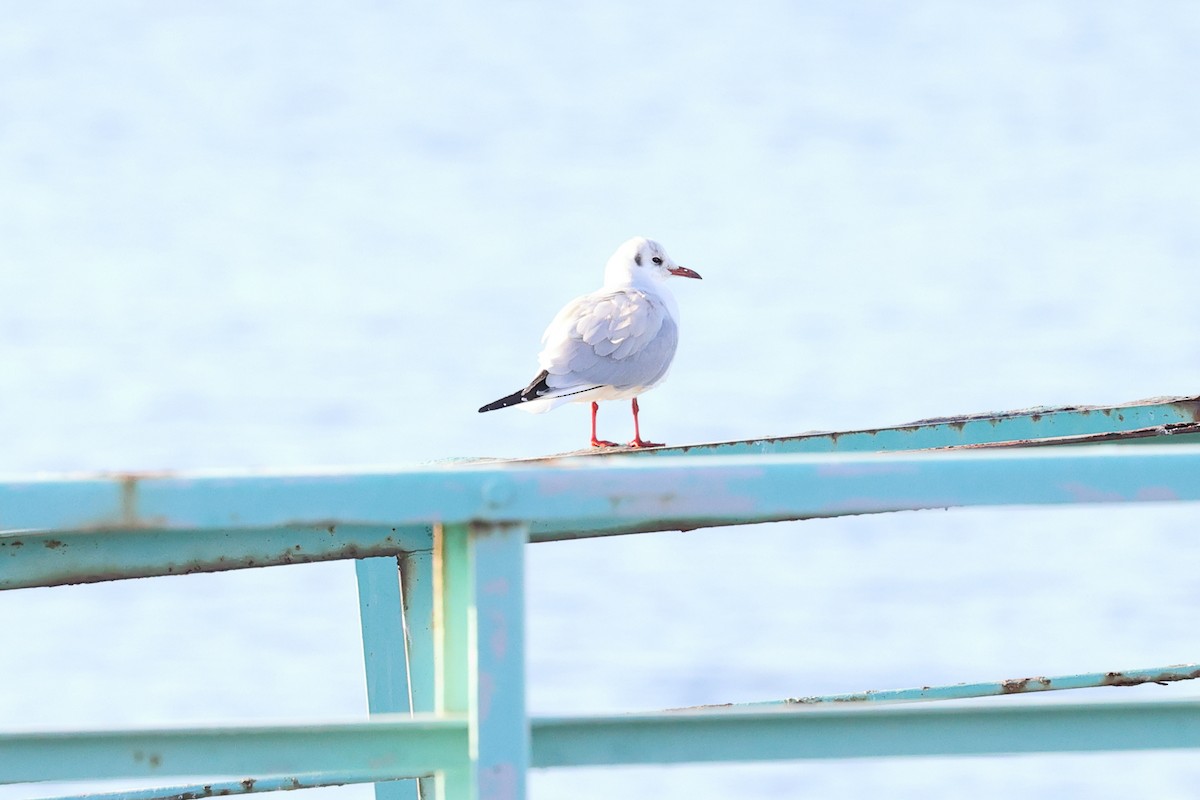 Black-headed Gull - ML612941272