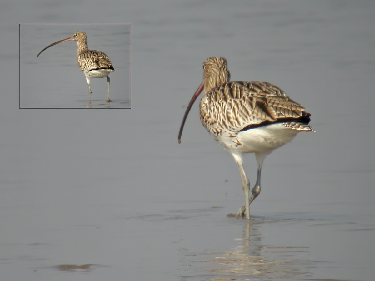 Far Eastern Curlew - ML612941292