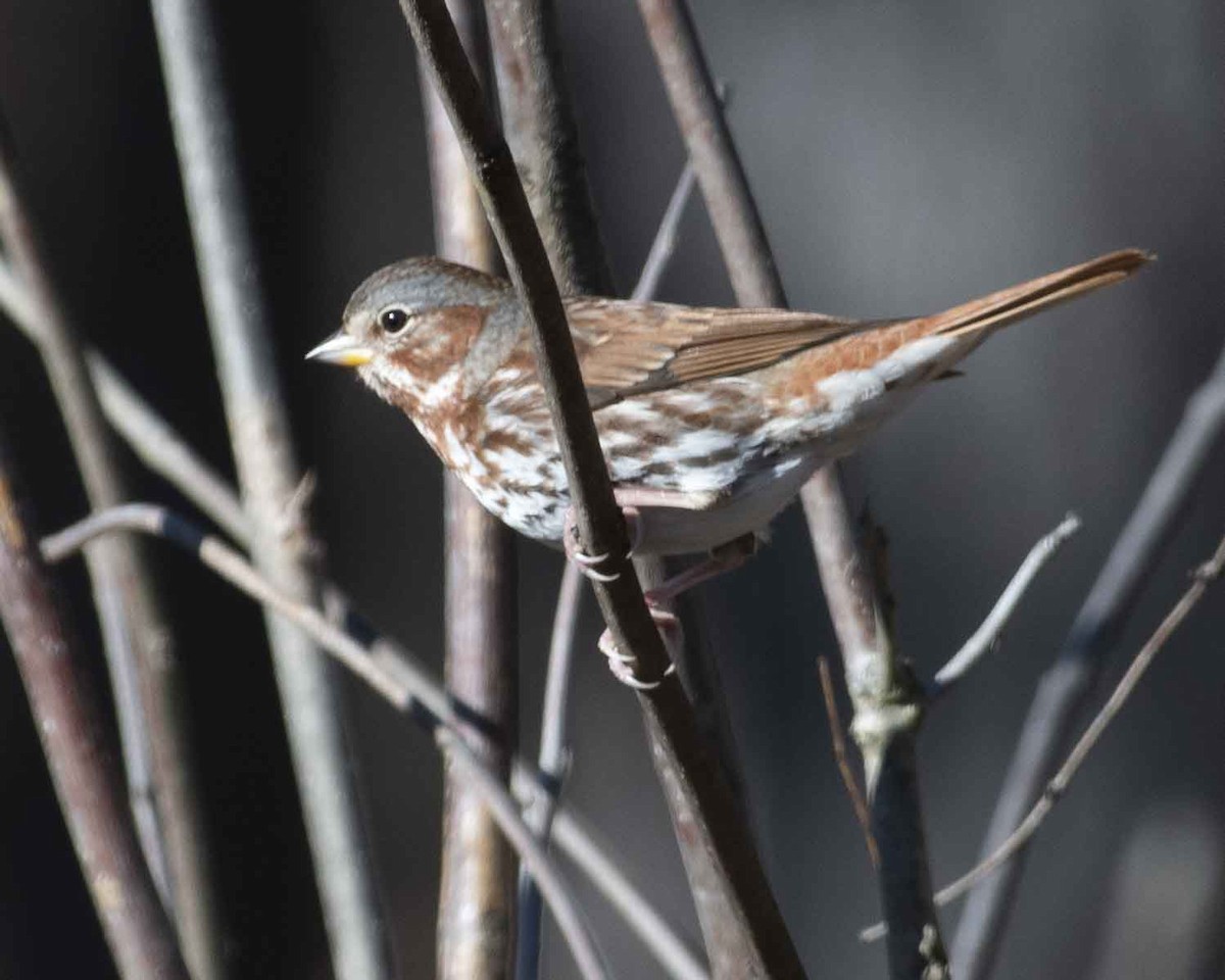 Fox Sparrow - ML612941294