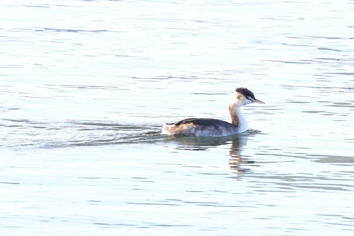 Great Crested Grebe - ML612941297