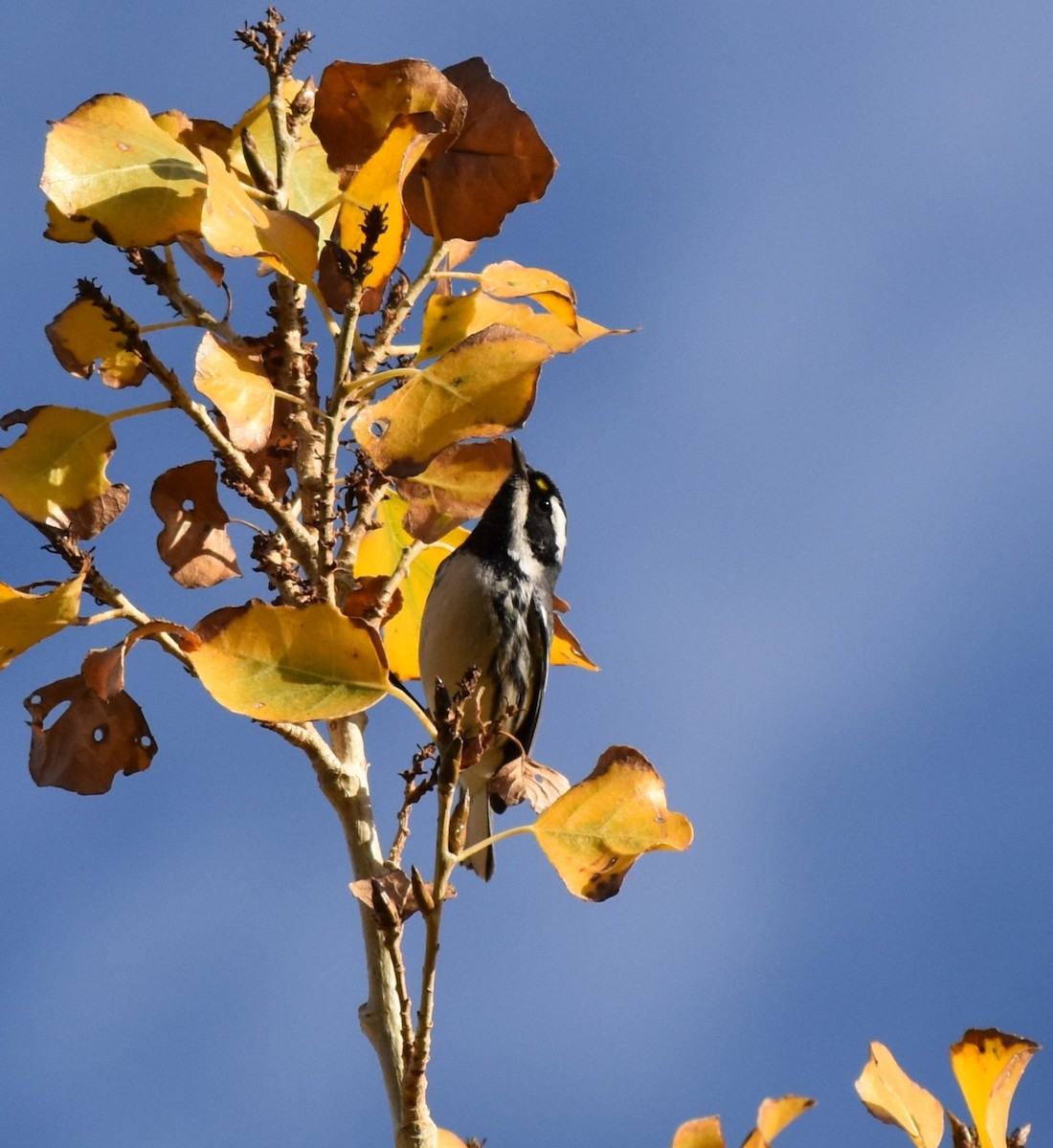 Black-throated Gray Warbler - ML612941316
