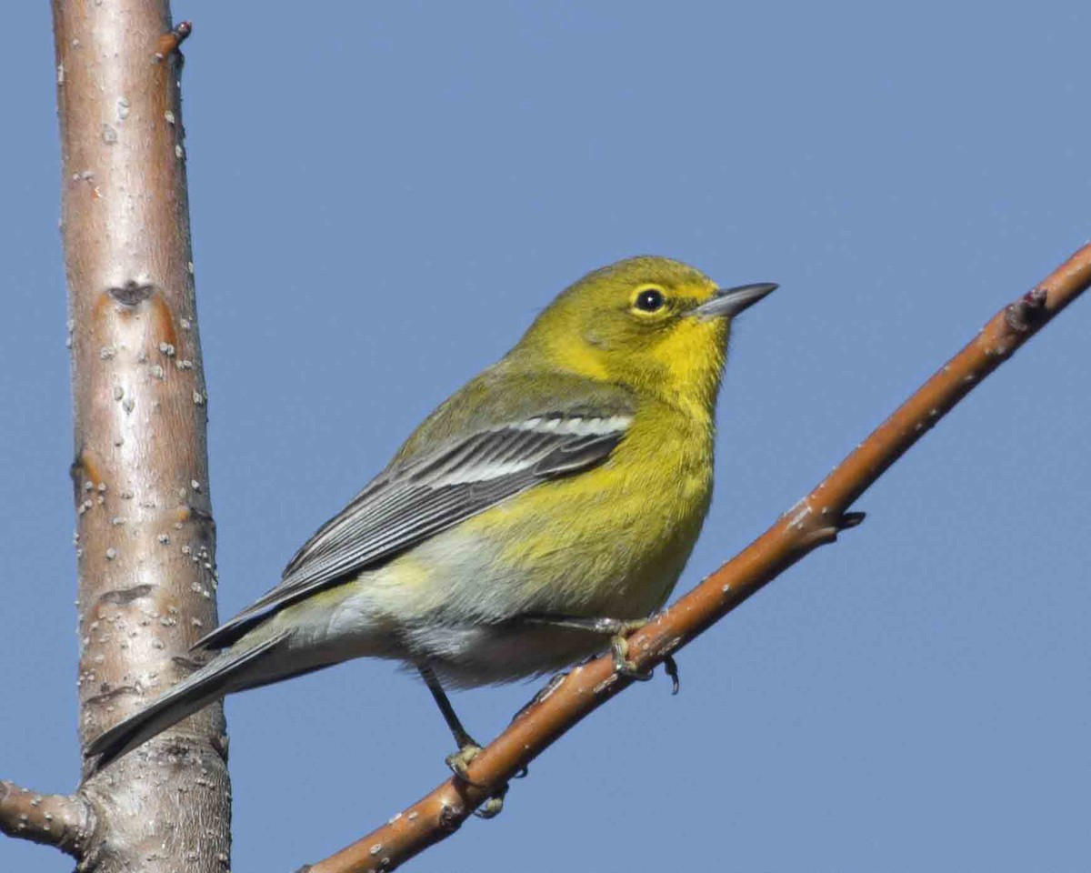 Pine Warbler - ML612941326