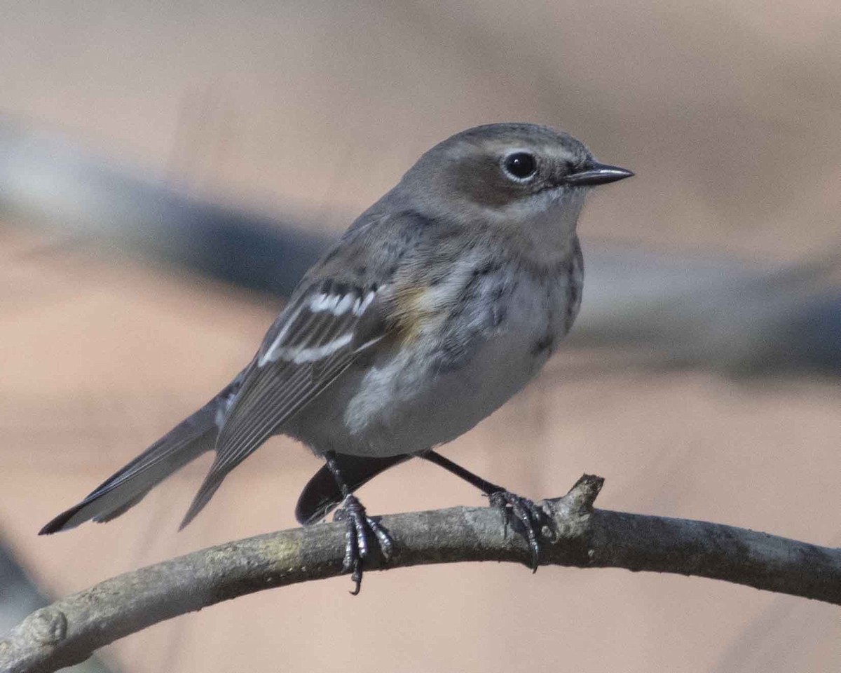 Yellow-rumped Warbler - ML612941343