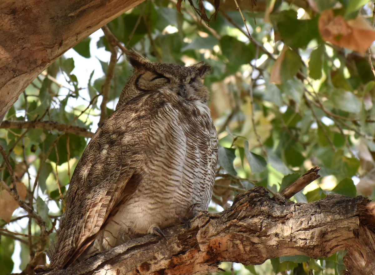 Great Horned Owl - Michael Skinner