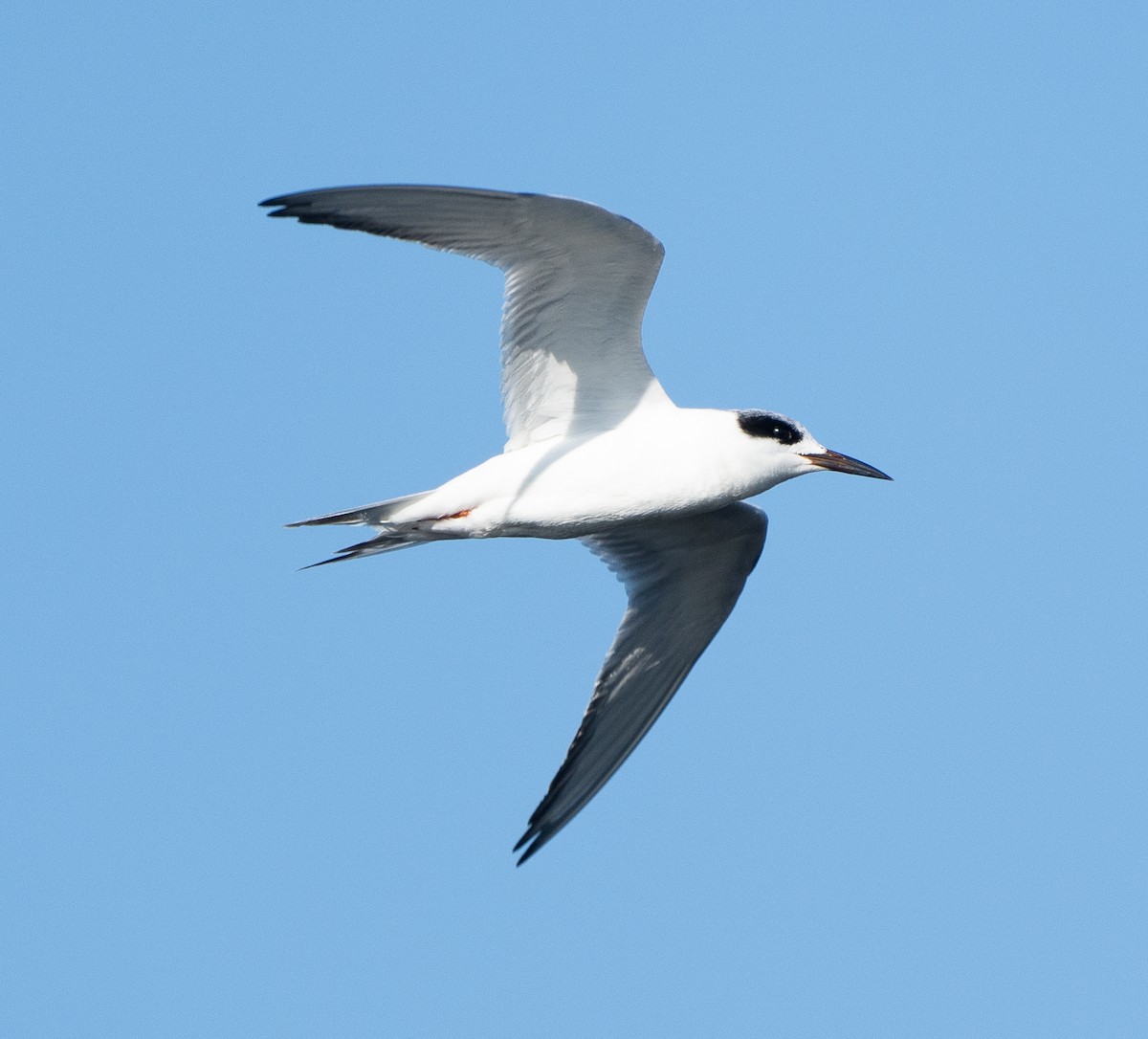 Forster's Tern - Sam Mitcham