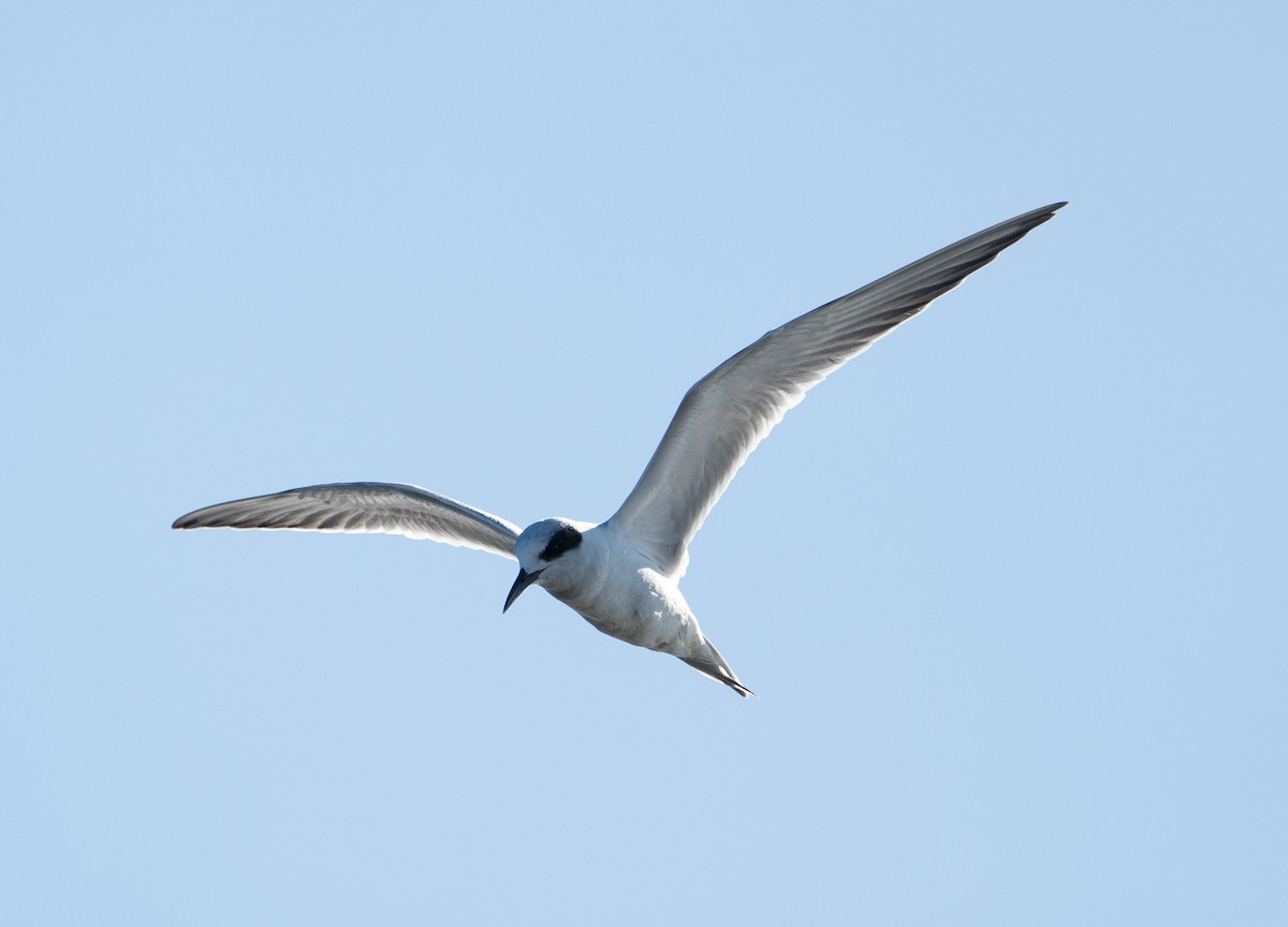 Forster's Tern - ML612941347