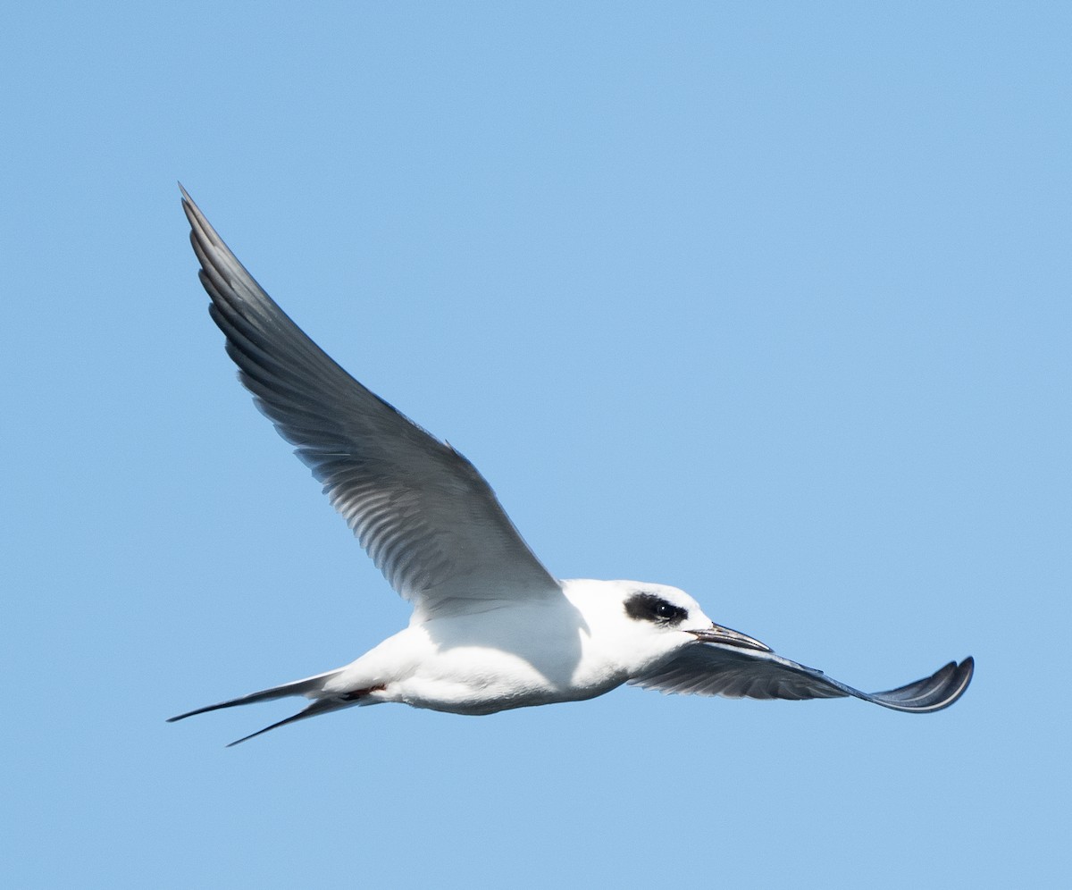 Forster's Tern - Sam Mitcham