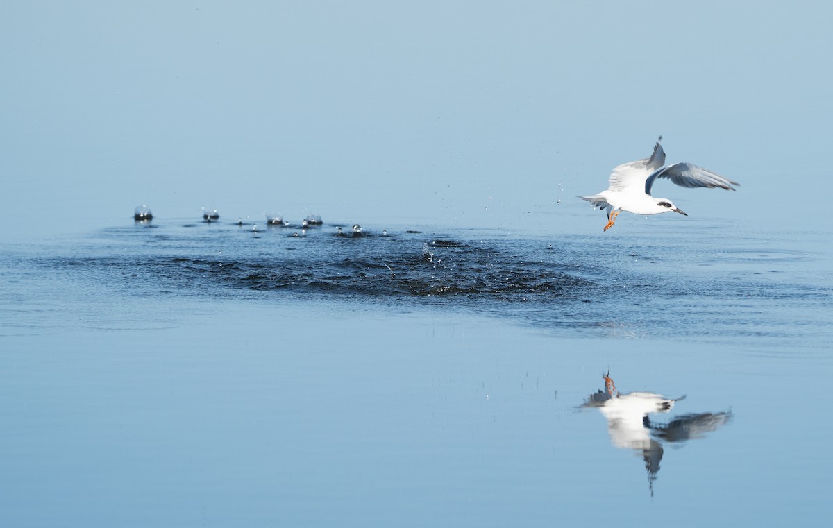 Forster's Tern - ML612941349