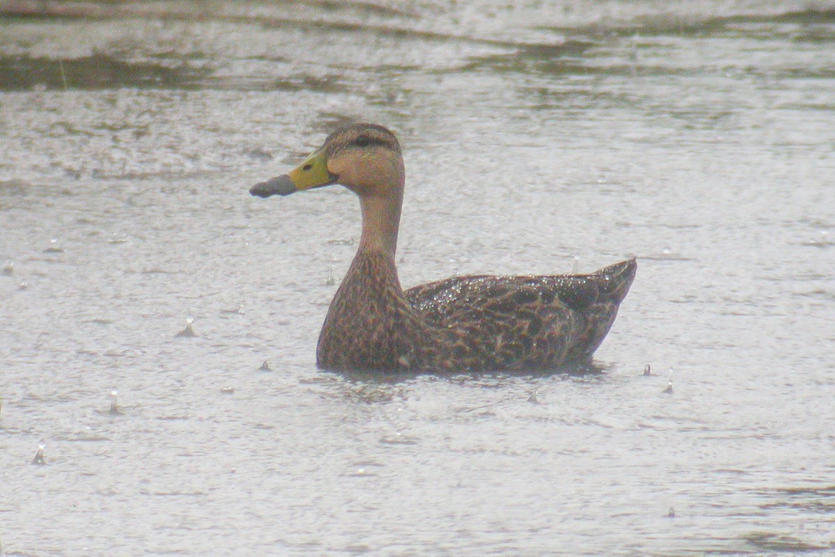 Mottled Duck (Gulf Coast) - ML612941366