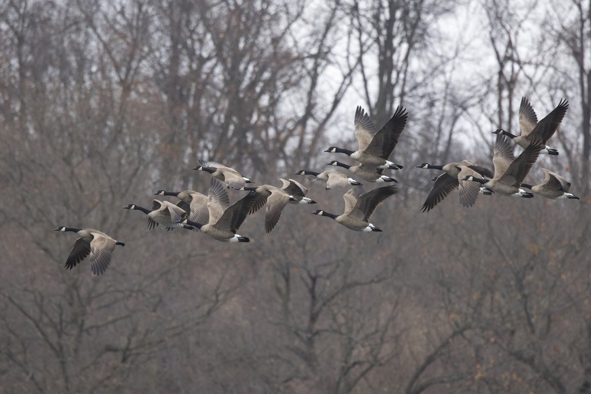 Canada Goose - ML612941367