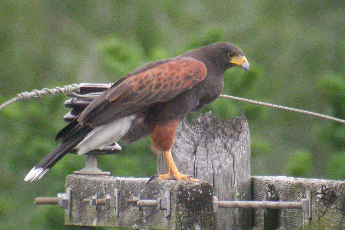 Harris's Hawk - ML612941431