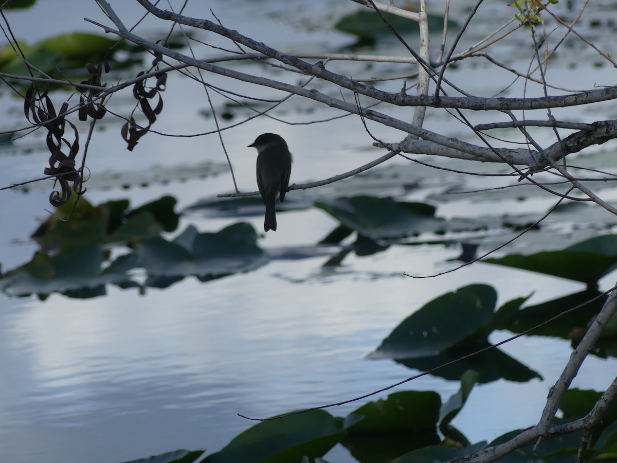 Eastern Phoebe - ML612941455