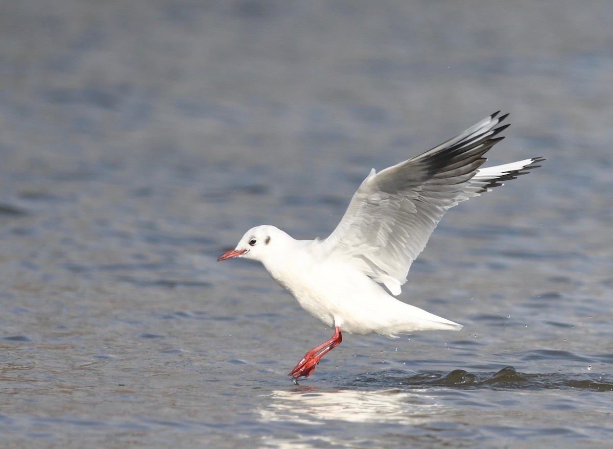 Black-headed Gull - ML612941480