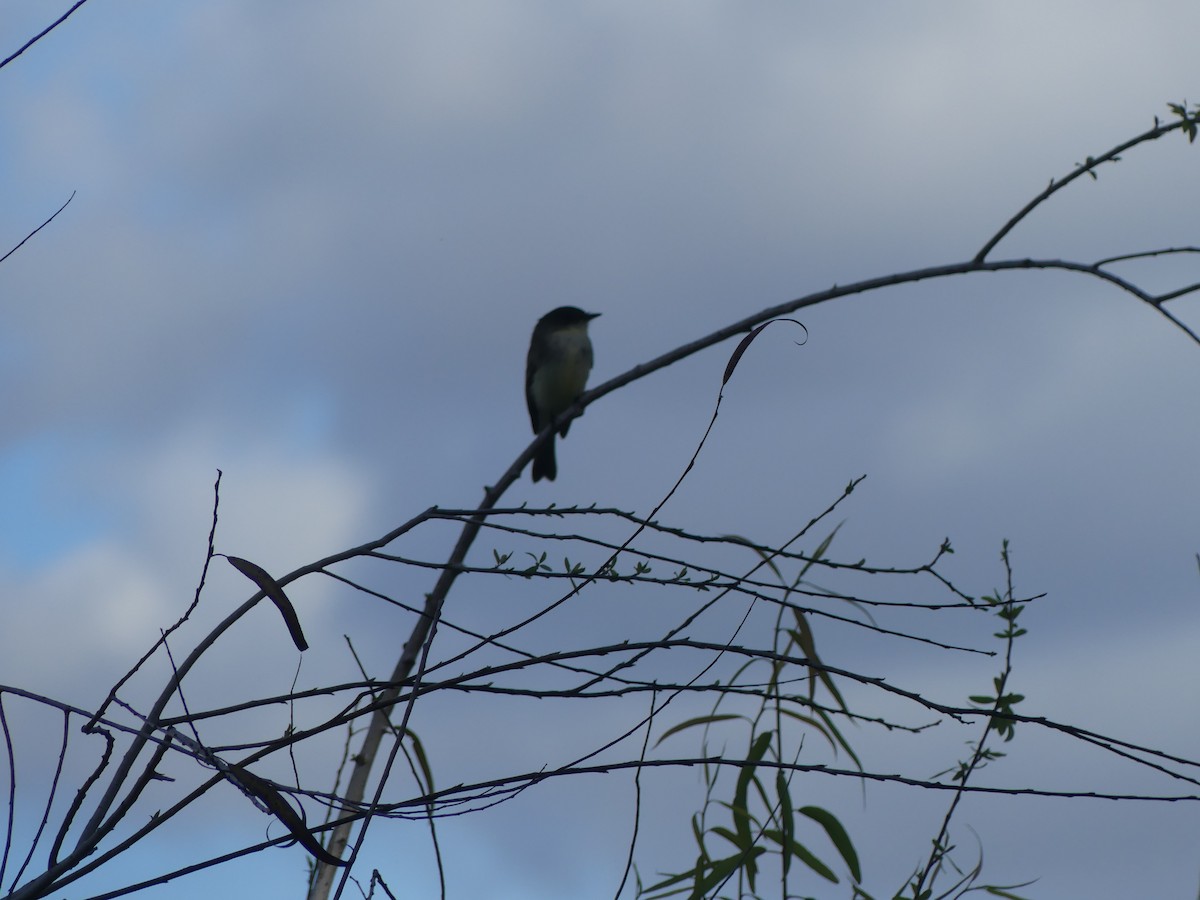 Eastern Phoebe - ML612941501