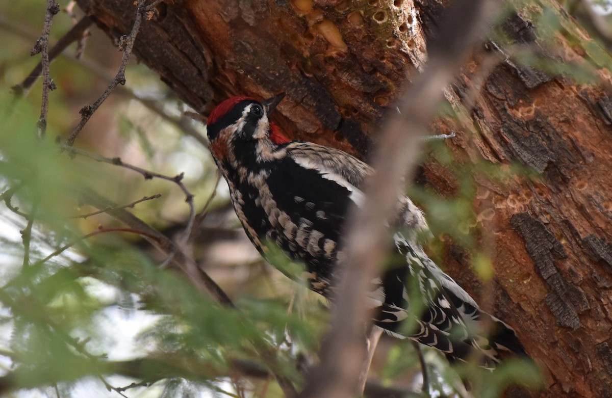 Red-naped Sapsucker - ML612941593