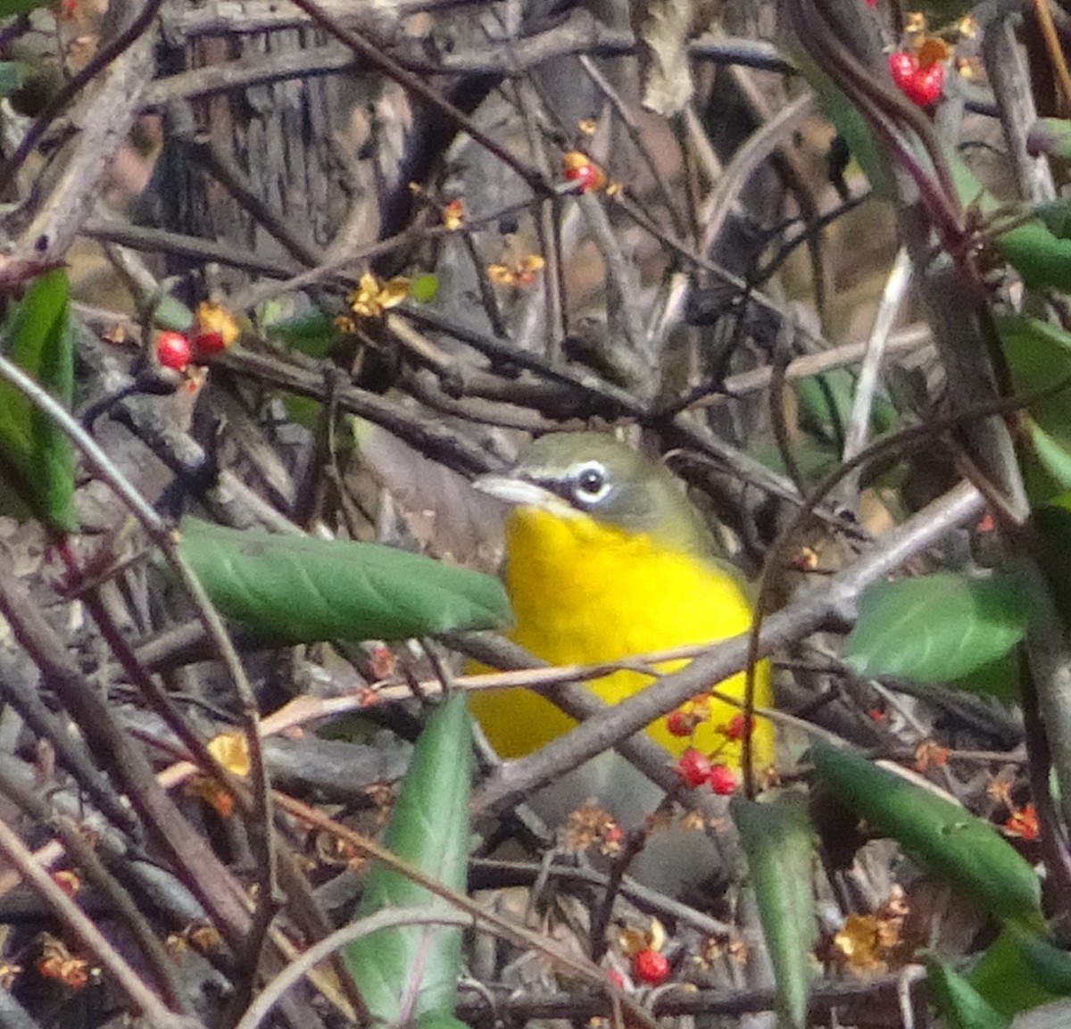 Yellow-breasted Chat - ML612941665