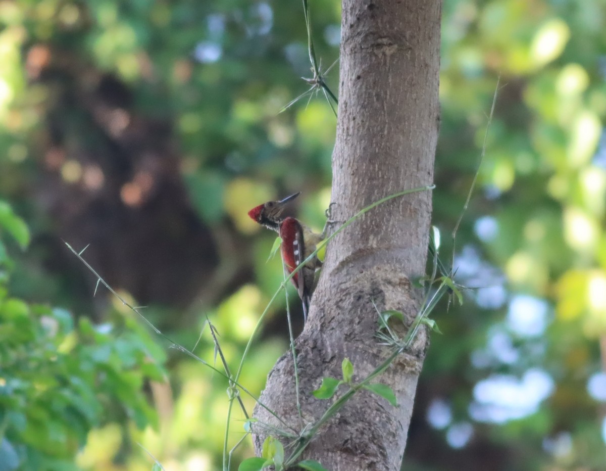 Luzon Flameback - ML612941692