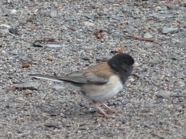 Dark-eyed Junco - ML61294171