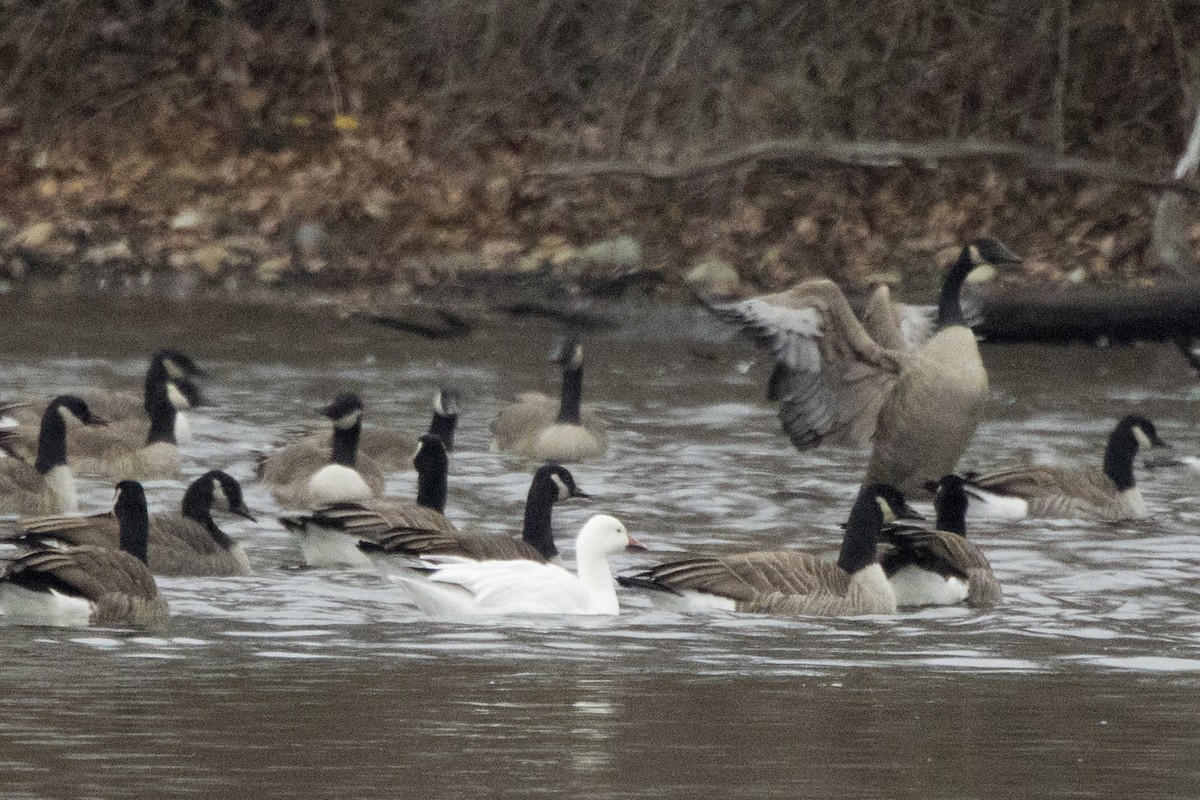 Snow Goose - ML612941768