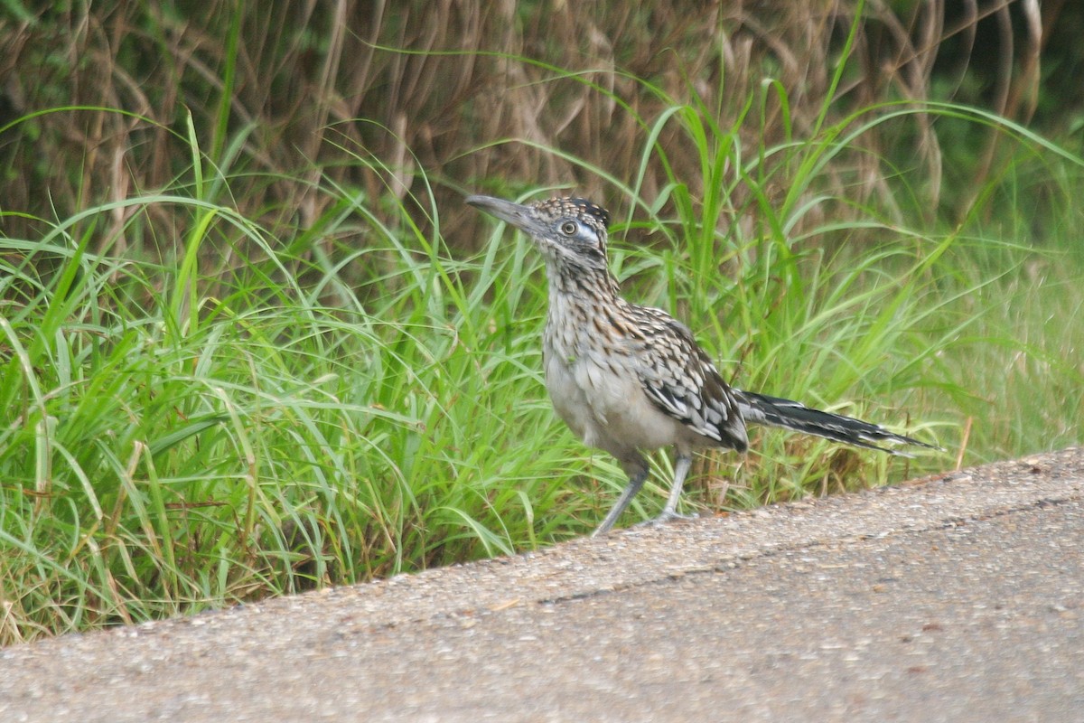 Greater Roadrunner - Miguel Rouco