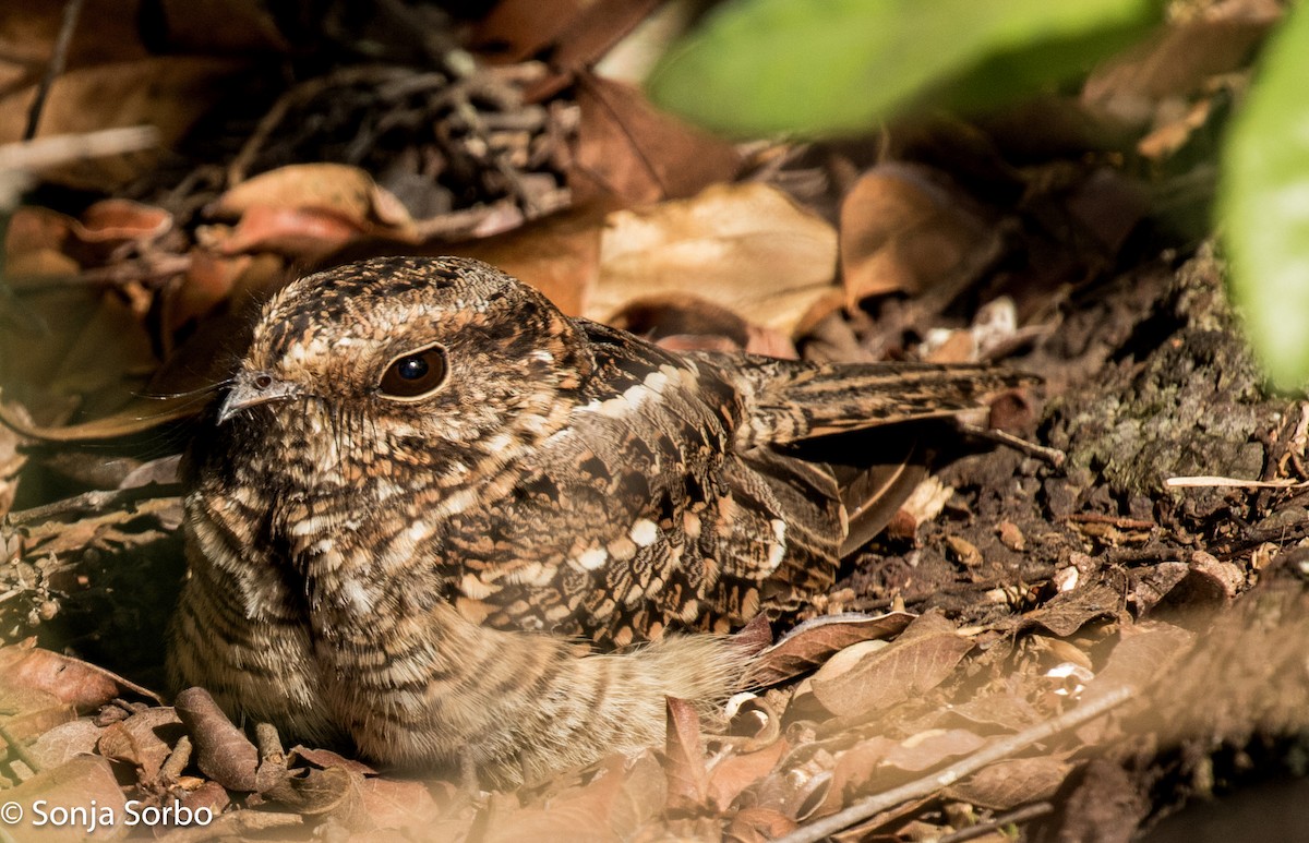 Ladder-tailed Nightjar - ML612941828