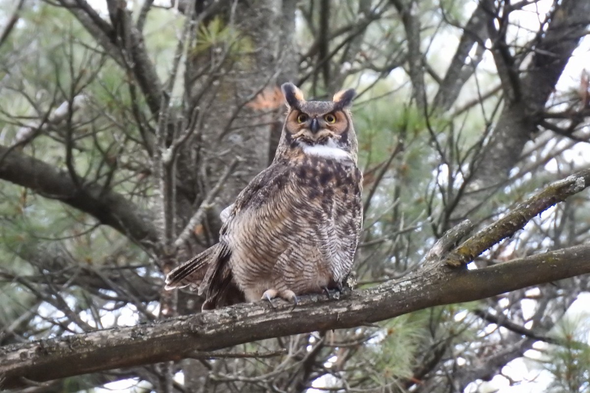 Great Horned Owl - ML612941847