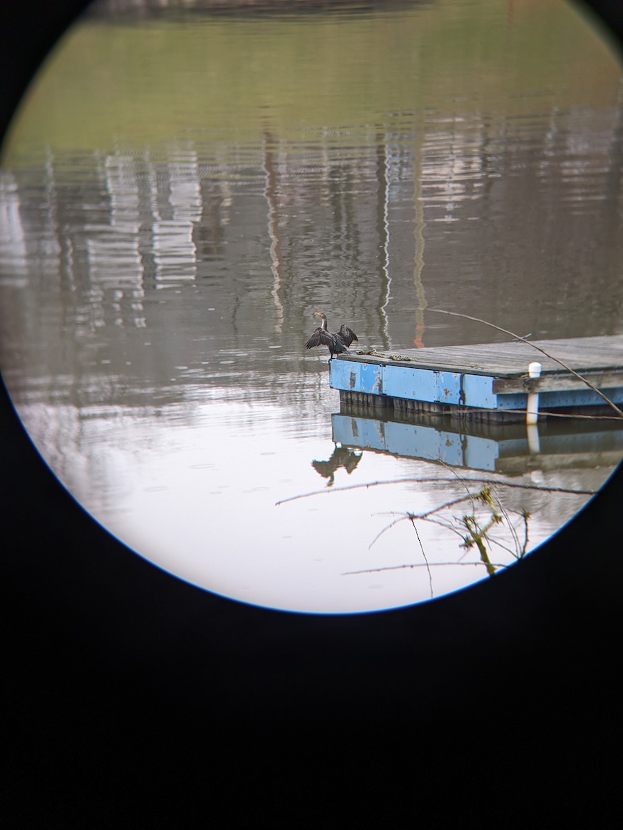 Double-crested Cormorant - ML612942018