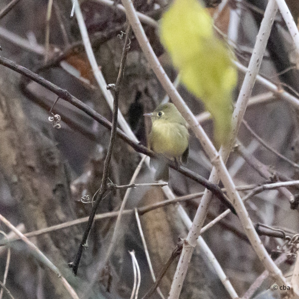 Western Flycatcher (Pacific-slope) - ML612942038