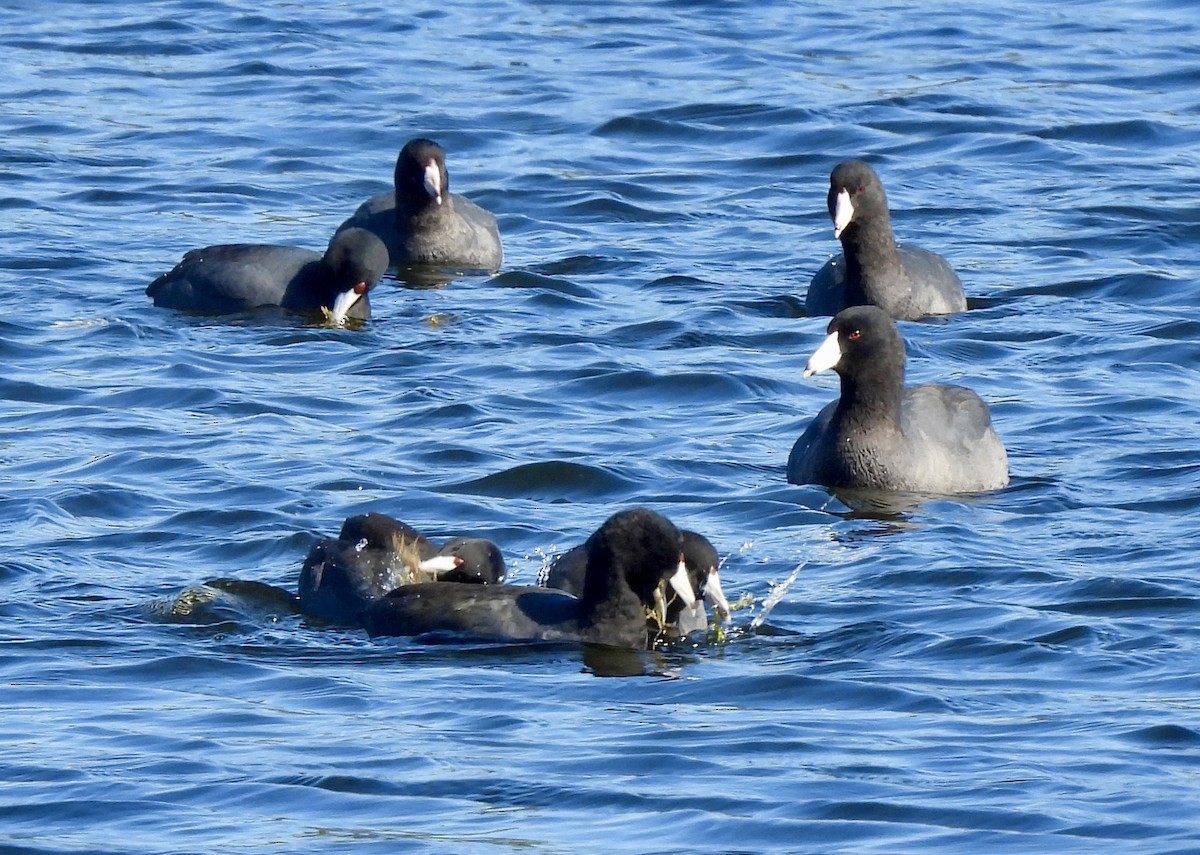 American Coot - Lesley Royce