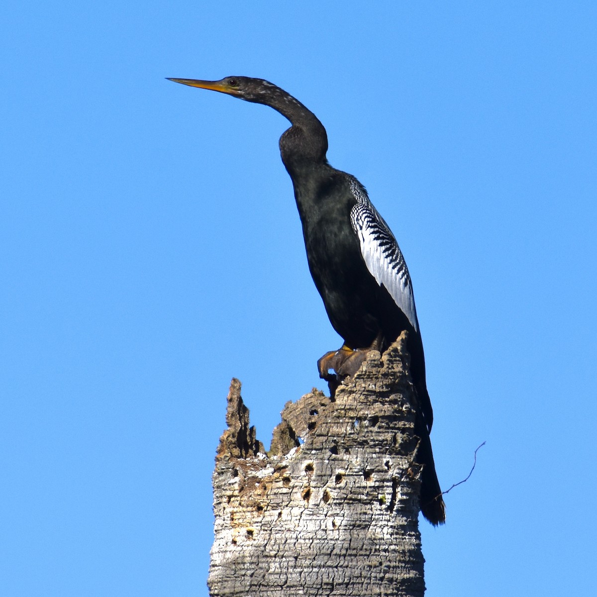 Anhinga - ML612942106