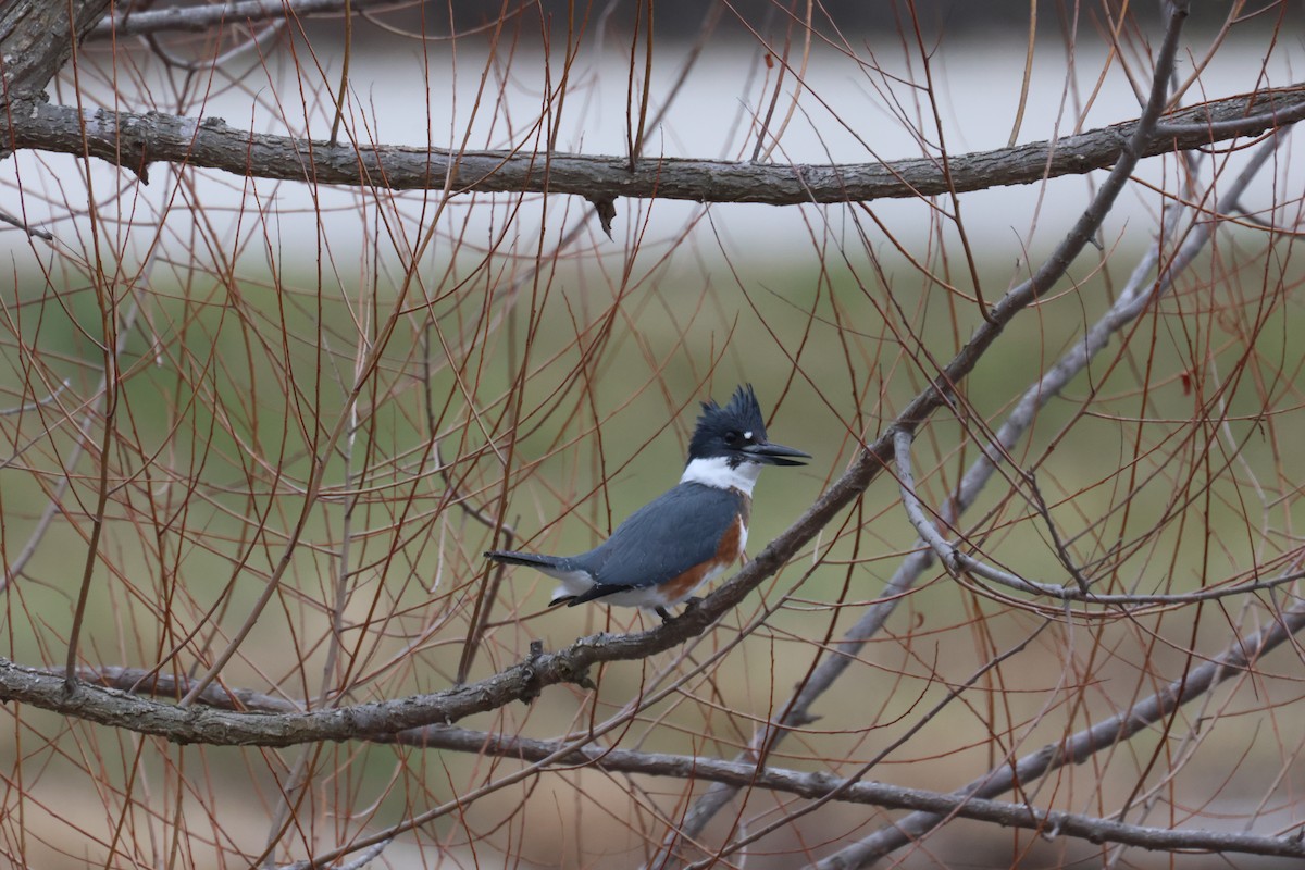 Belted Kingfisher - ML612942111
