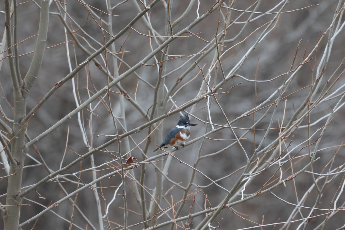 Belted Kingfisher - ML612942112