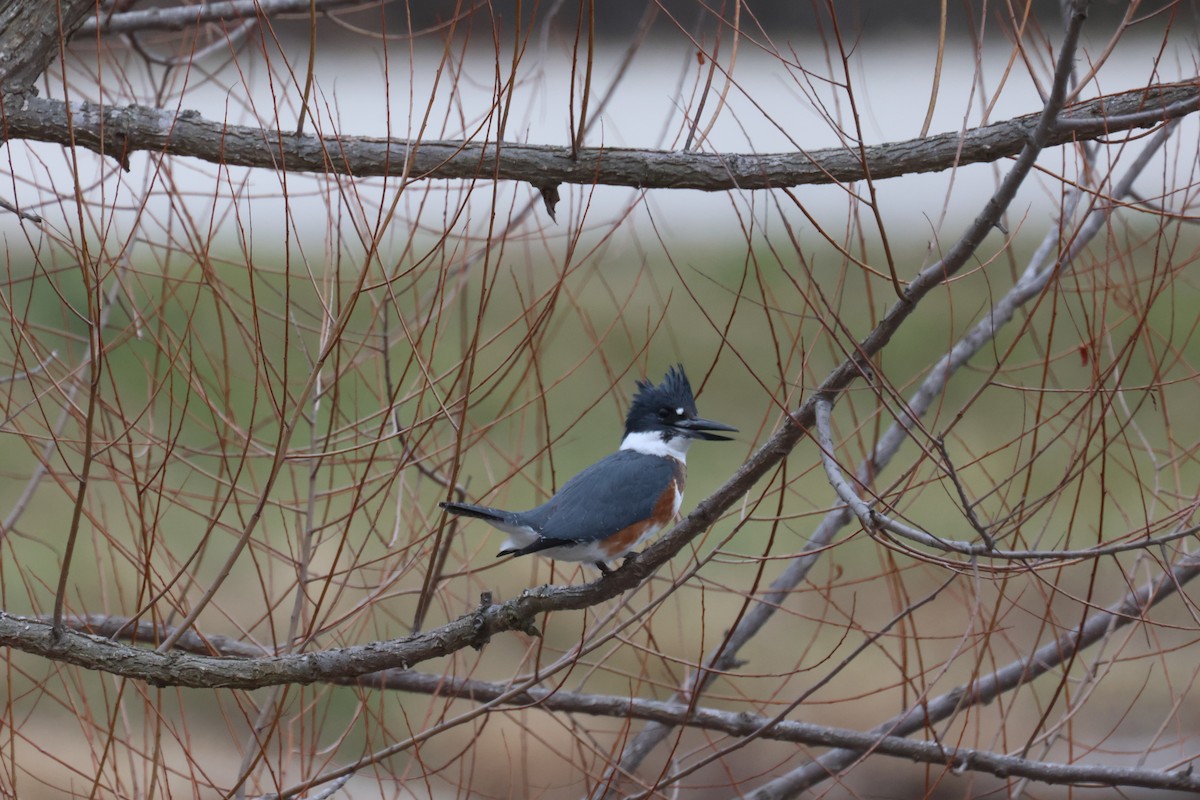 Belted Kingfisher - ML612942113