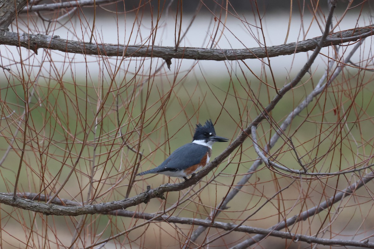 Belted Kingfisher - ML612942114