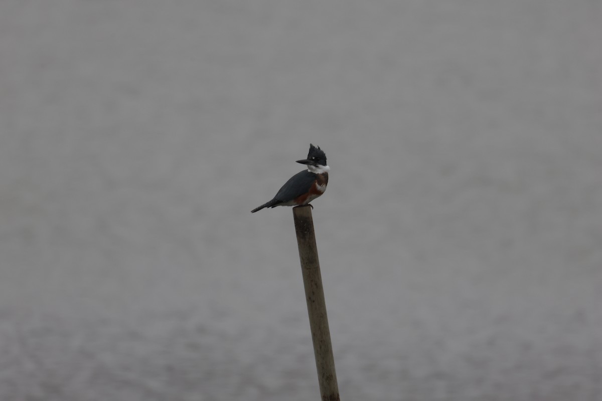 Belted Kingfisher - ML612942149