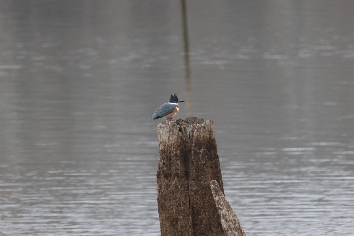 Belted Kingfisher - ML612942150
