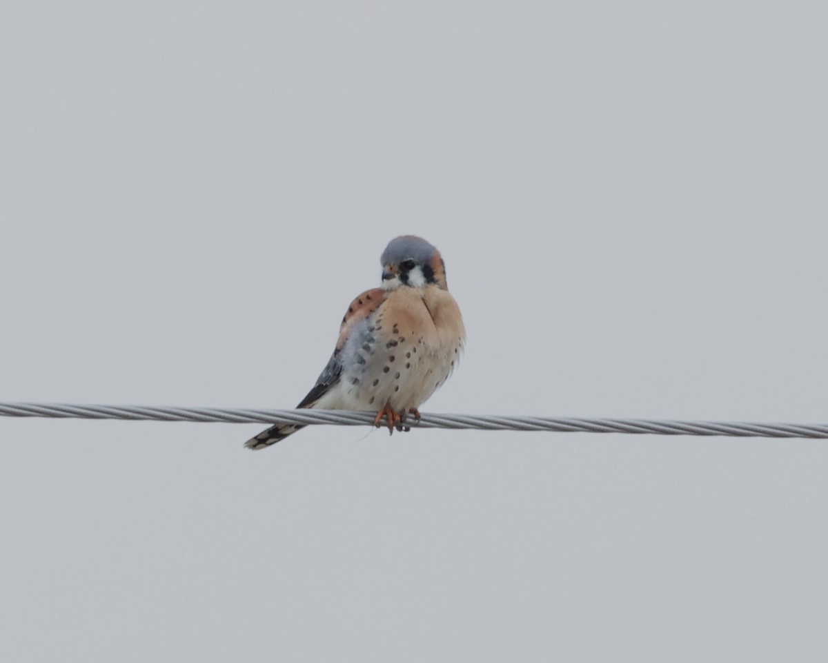 American Kestrel - ML612942209