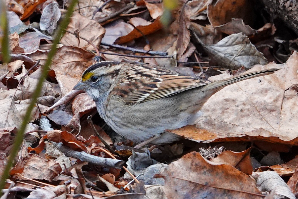 White-throated Sparrow - ML612942229