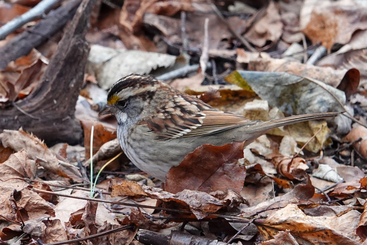 White-throated Sparrow - Kaitlin Mahar