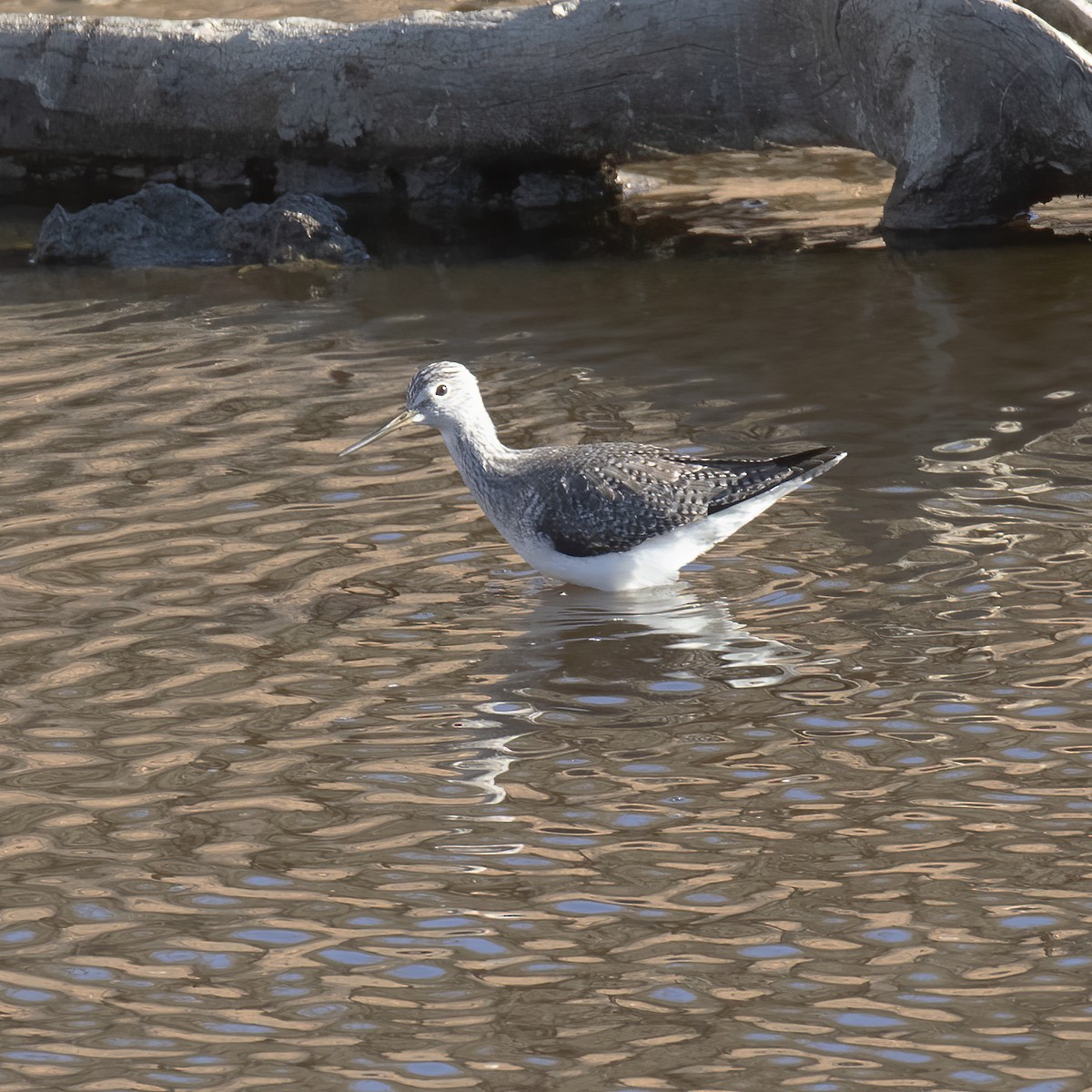 Greater Yellowlegs - ML612942240