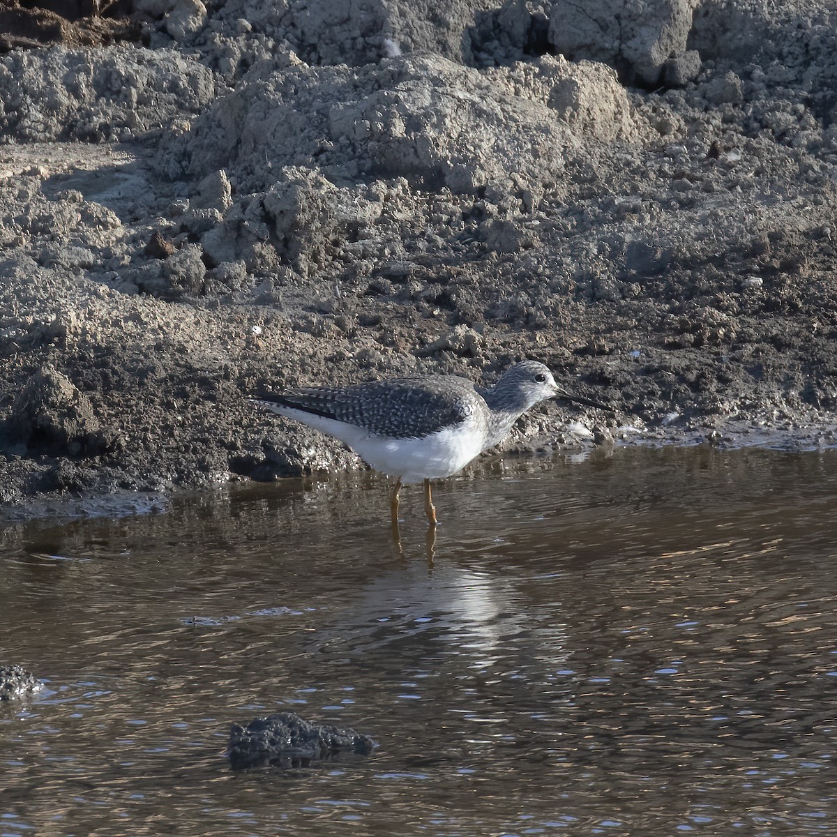 Greater Yellowlegs - Gary Rosenberg