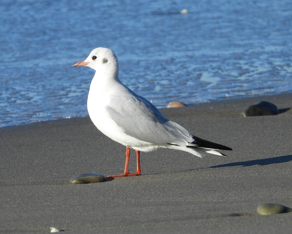 Mouette rieuse - ML612942295