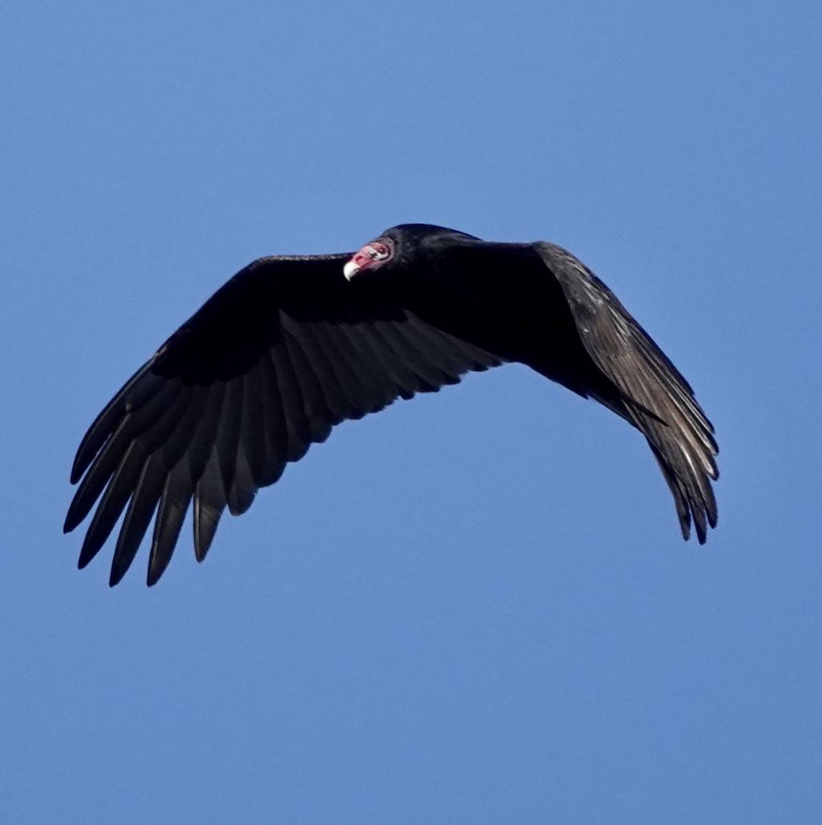 Turkey Vulture - ML612942343