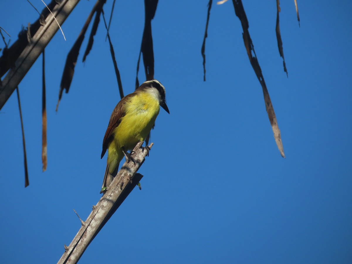 Great Kiskadee - ML612942497